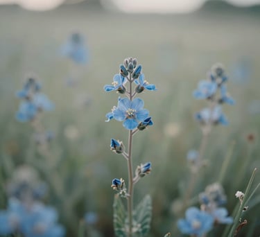 Close-up of a native Texan wildflower meadow in early morning light, soft sage and pale blue hues, bokeh background, photography.