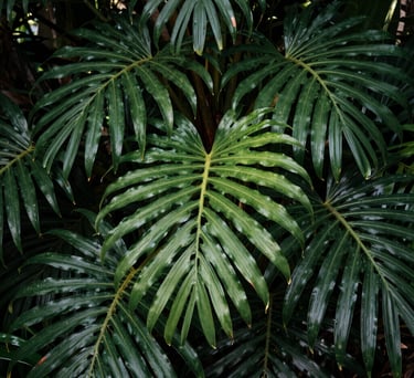 A close-up photograph of lush, green tropical foliage in the Caribbean / Anglophone Caribbean, with soft sunlight filtering through leaves, creating a sense of calm and natural growth.