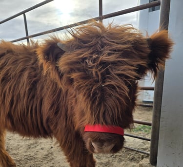 Purebred scottish highland cows