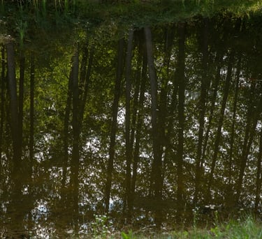 medžių atvaizdas ant vandens paviršiaus