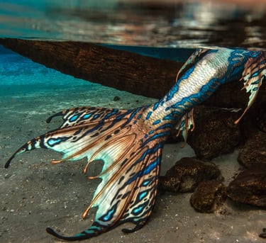 A shimmering copper, white, and blue tail by Merbella.