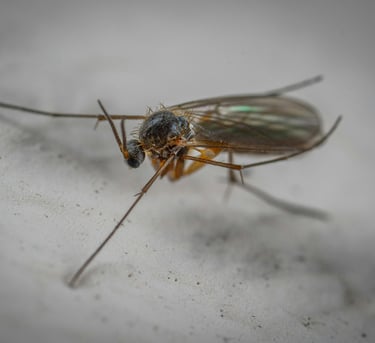 Fungus gnat
