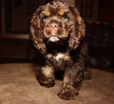 Thor 11 weeks