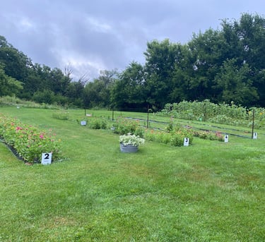 Green and lushU-Pick Flower Gardens at The Centennial Events