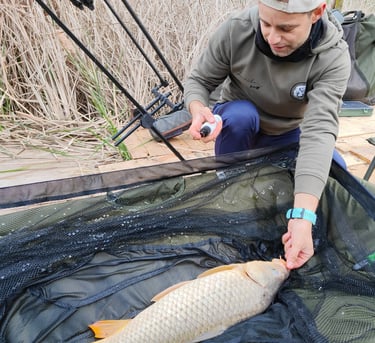 A man treating a carp on an unhooking mat