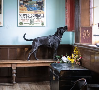 a dog standing on a bench in a room with their nose touching the wall