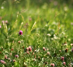 Naturalistic lawn