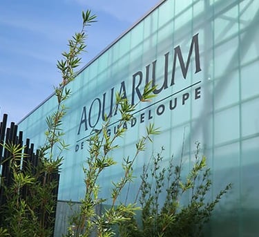 Aquarium Voyage France Guadeloupe