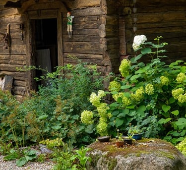 senos medinės sodybos namo išorė, su krūmais, dideliais samanotais akmenimis