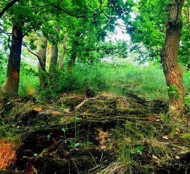Wald Moos Wandern Achtsamkeit