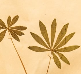 džiovintas augalas herbariume