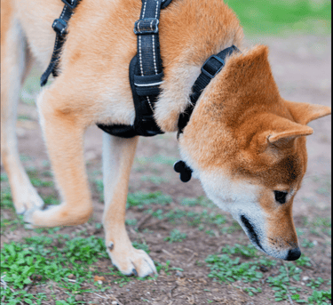 a shiba inu in a black harness sniffing the ground