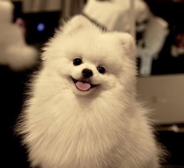 perro pomerania argentina venta