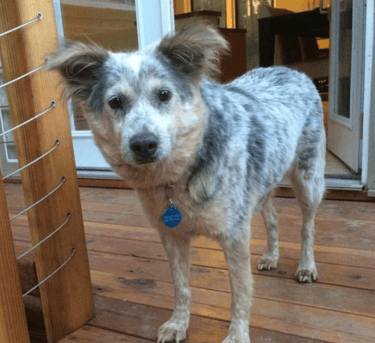Bailey gains confidence with behavior modification