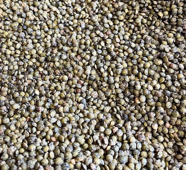 Lentilles triées au trieur optique, de qualité alimentaire. Crédit photo : Terres & Graines