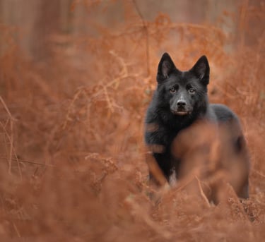 A black German Shepherd standing in a field of orange moody pet photography in Wakefield