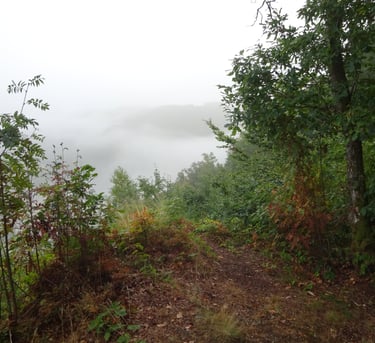 Paysage mystérieux naturel surplombant des forêts embrumées.