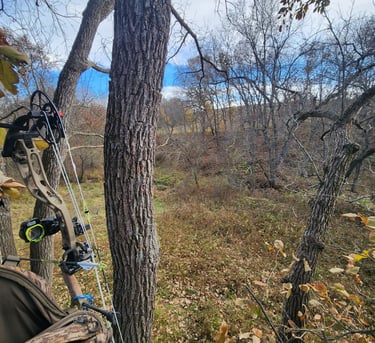 View from a treestand