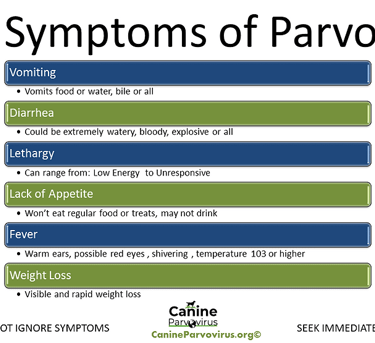 symptoms of parvo in a dog