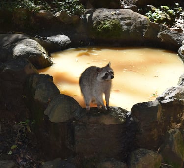 voyage France Guadeloupe Zoo