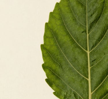 Extreme close-up of a single Ayurvedic medicinal leaf pressed against the right canvas edge, north-facing daylight rendering true deep-green vein structure and surface texture, leaf filling the frame edge-to-edge on the right, generous dark-cream negative space on the left third