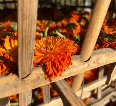 Calendula, Authentic Field Photos – Directly from Our Farms