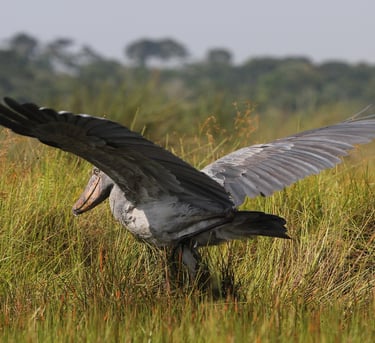 elegant_shoebill_stork