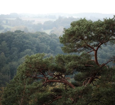 a tree at hill height and a forest in the background