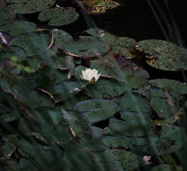 a white flower in a pond with green leaves