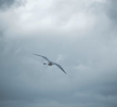 a bird flying in the sky with a cloudy sky