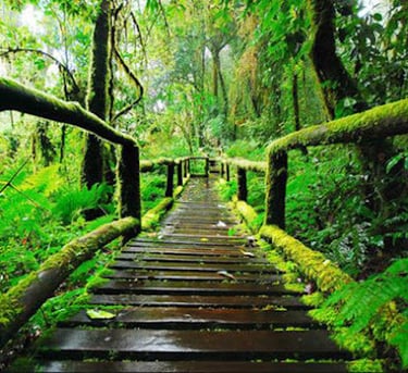 Doi Inthanon National Park trek path