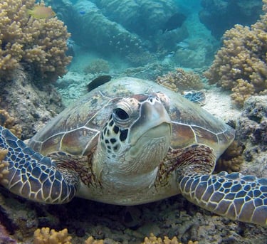 a turtle 
