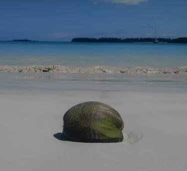 a coconut fruit on the beach with a blue sky