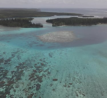 a large body of water with a lot of trees