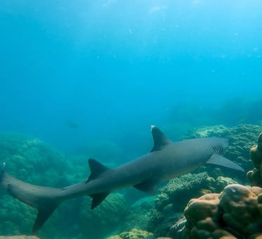 a shark shark swimming in the ocean