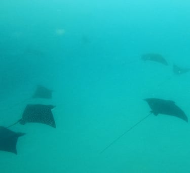a group of stingers swimming in the ocean