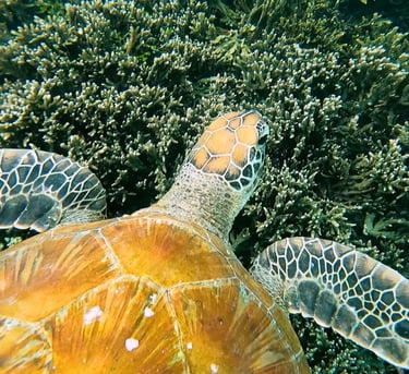 a turtle turtle turtle turtle turtle turtle turtle turtle turtle turtle turtle turtle turtle turtle turtle
