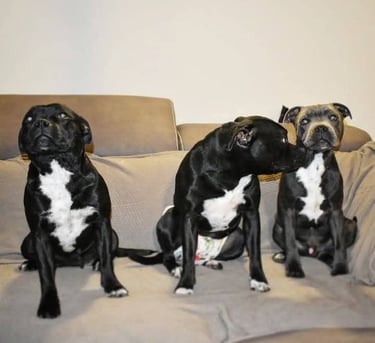 cuccioli grecalestaffs staffordshire bull terrier con pedigree Enci allevamento Sicilia Italia