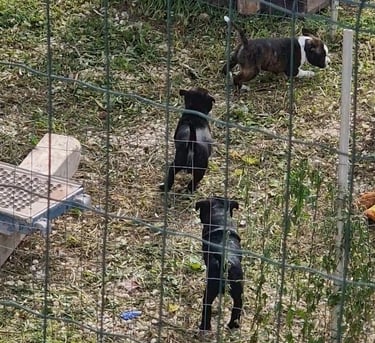 cuccioli staffy gioco