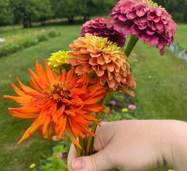 Handful of locally grown zinnias in the garden