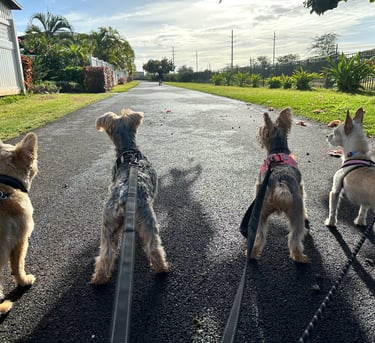 a group of dogs on leashes walking down a road