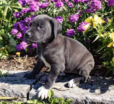 Great Dane Puppies for Sale