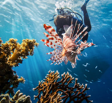Un bénévole prenant une part active au contrôle du poisson-lion