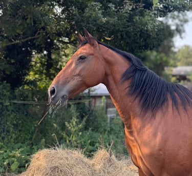Poulinière jument mare Selle Francais