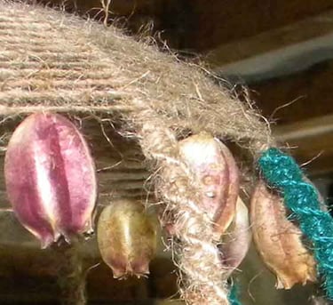 capsules de fleurs et macramé