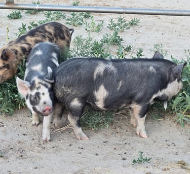 Purebred kunekune pigs