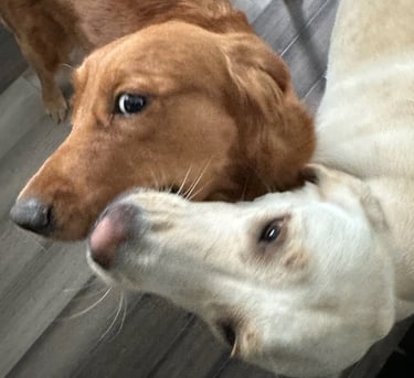 Golden retriever and labrador retriever