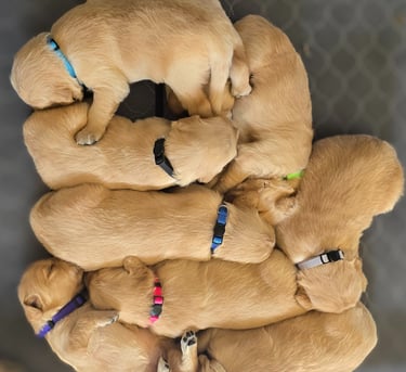 purebred golden retriever puppies