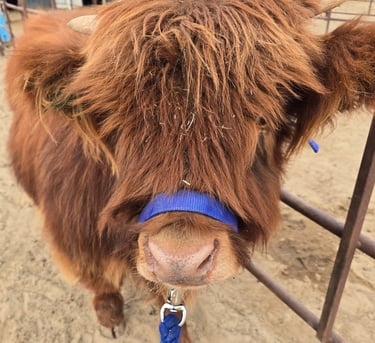 Purebred scottish highland cows