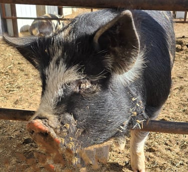 Purebred kunekune pigs